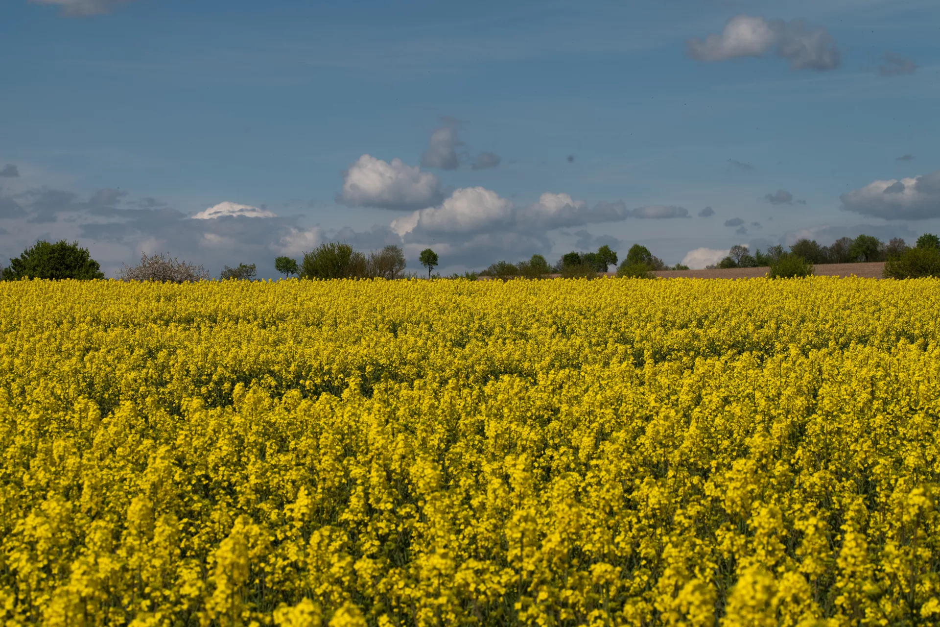 Rapsfeld